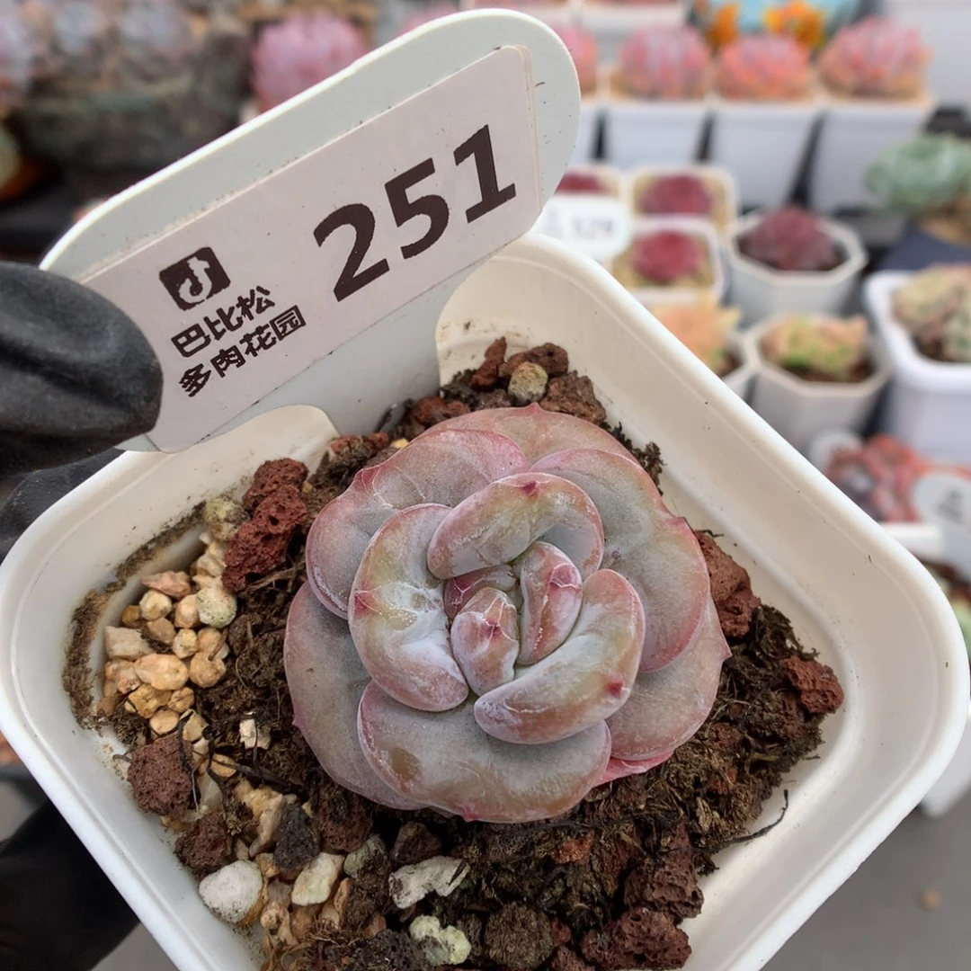251 紫皮紫心凤橙