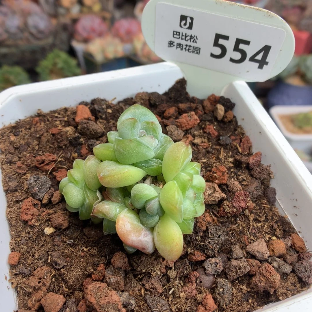554 钻石冰玉多肉