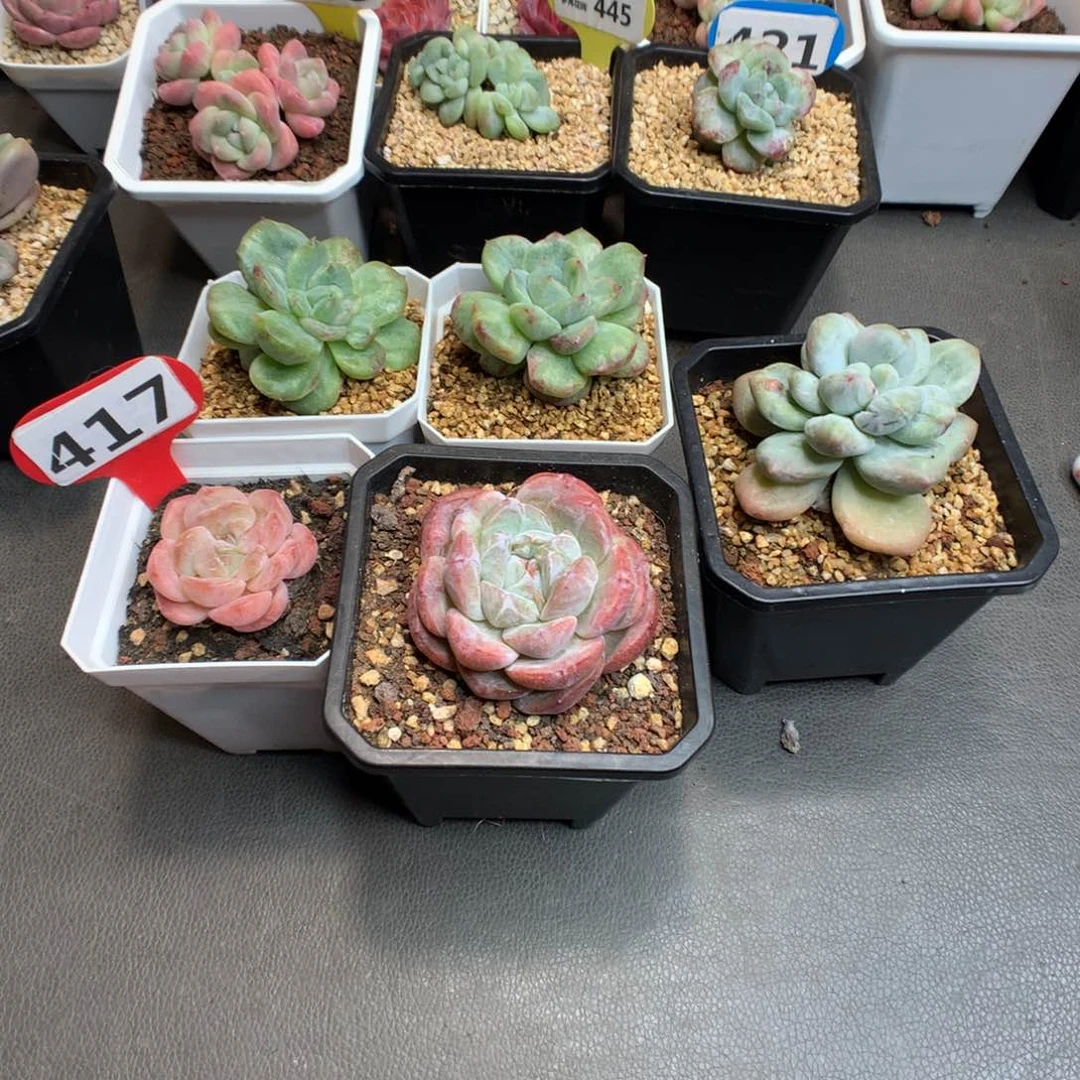 Z****霞417 五个肉肉 多肉