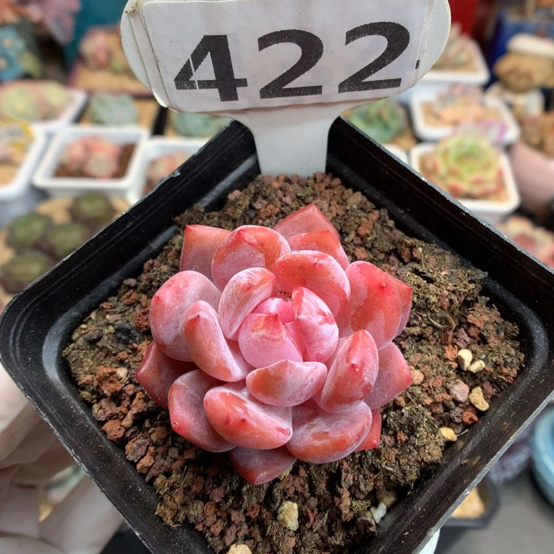 422 雪天使 多肉