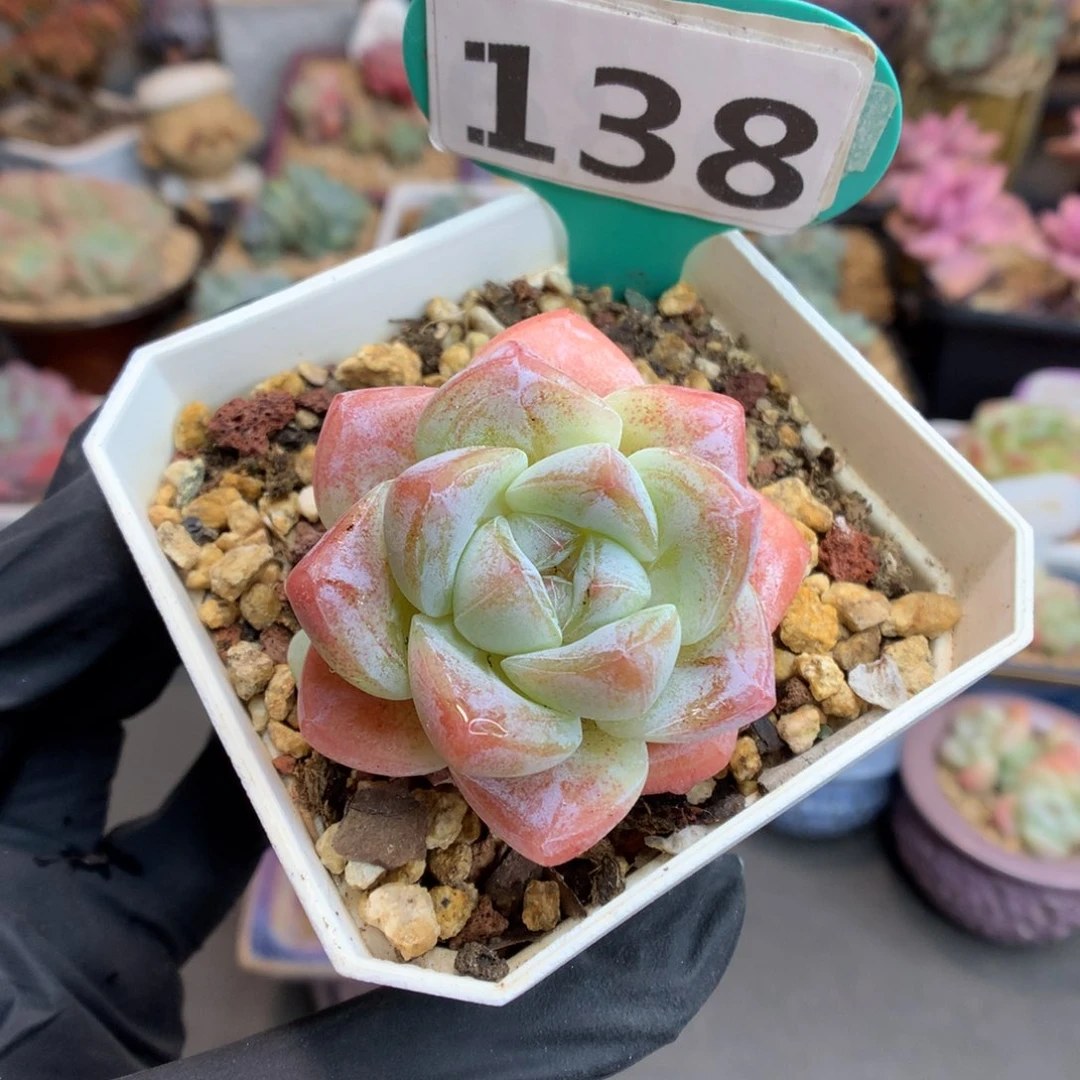 138 草莓冰玉多肉