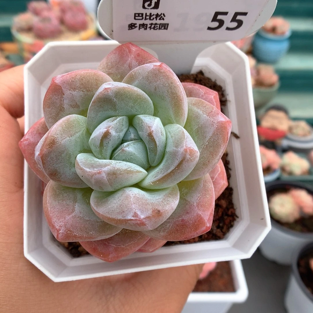 55单头草莓冰玉多肉植物