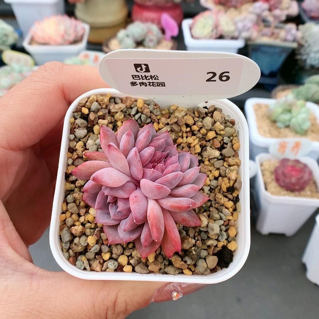 【闪购商品】26琥珀缀化