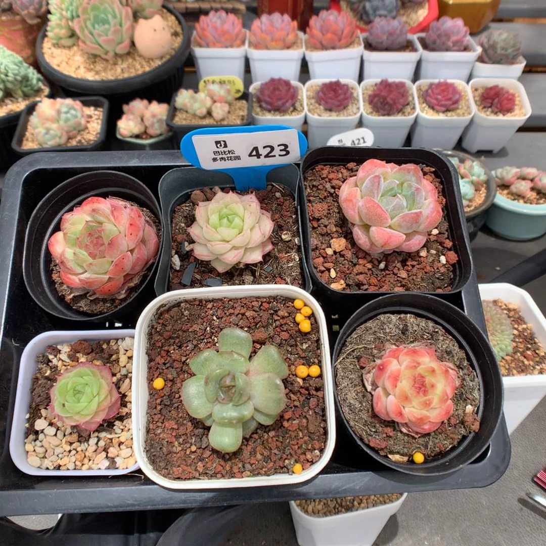 423 一组美美糖心多肉