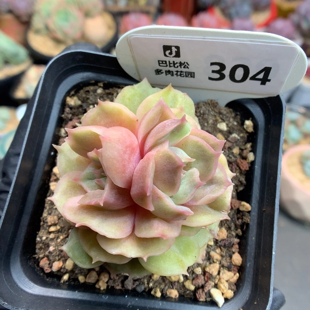 304 双心昂斯诺石化玫瑰锦
