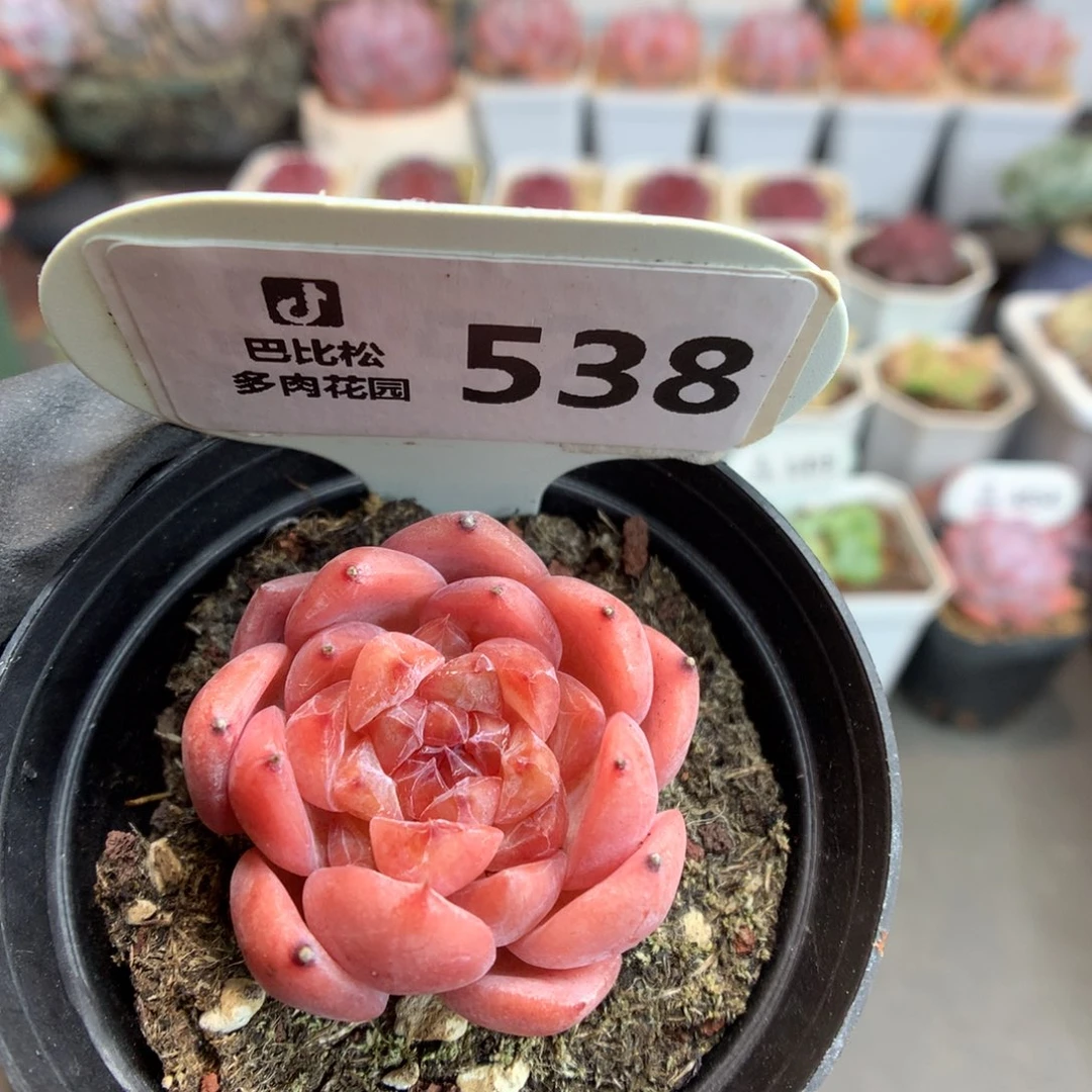 538 红冰糖心冰钻