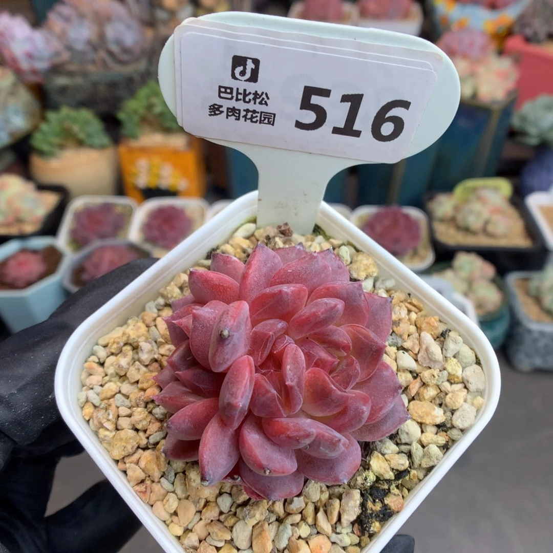 516 三心琥珀多肉