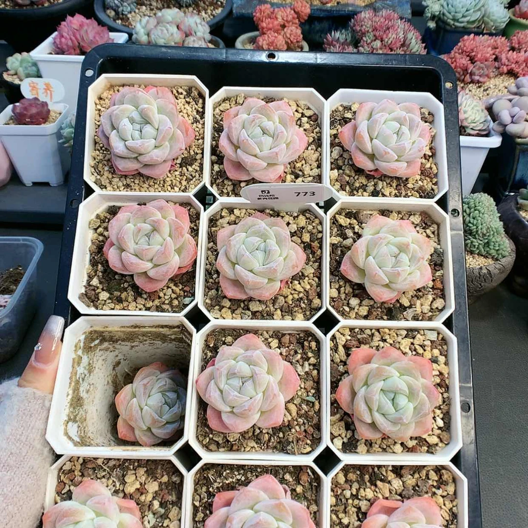 【闪购商品】773冰玉