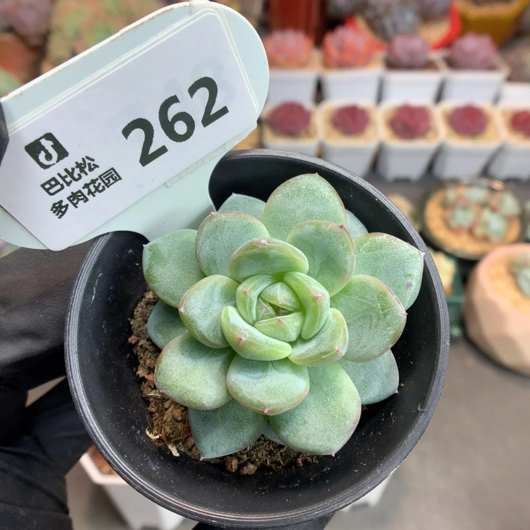 262 珍妮  多肉