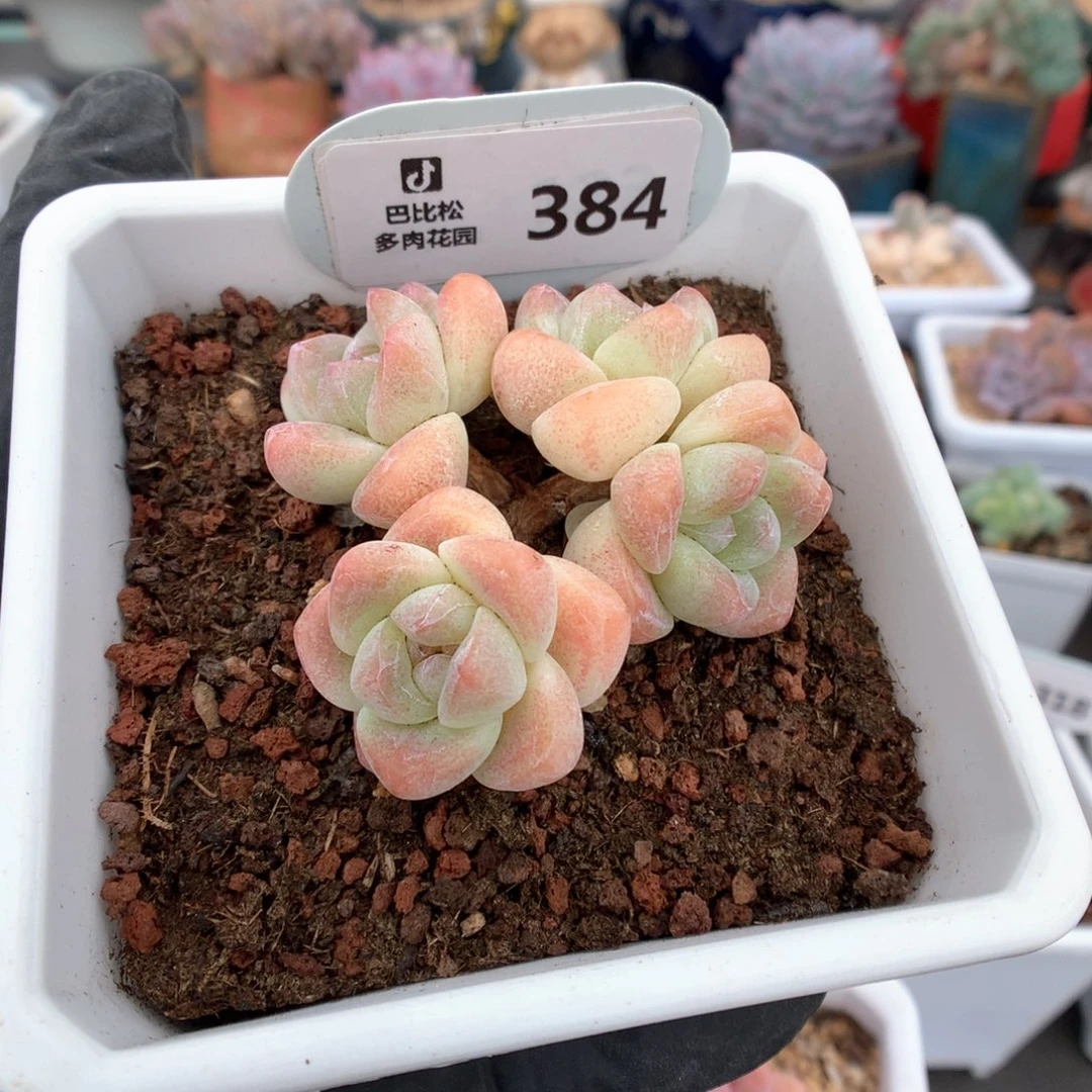 384 奶油冰玉多肉