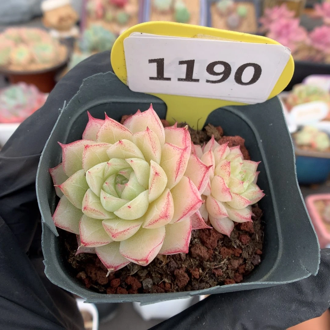 回*1190 女妖  多肉