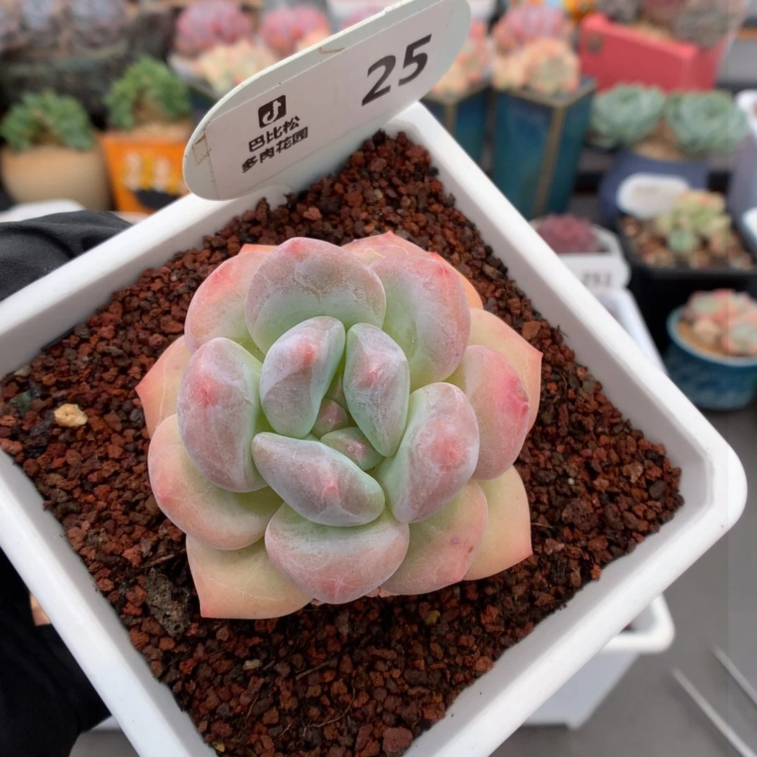 25 香水杂 多肉