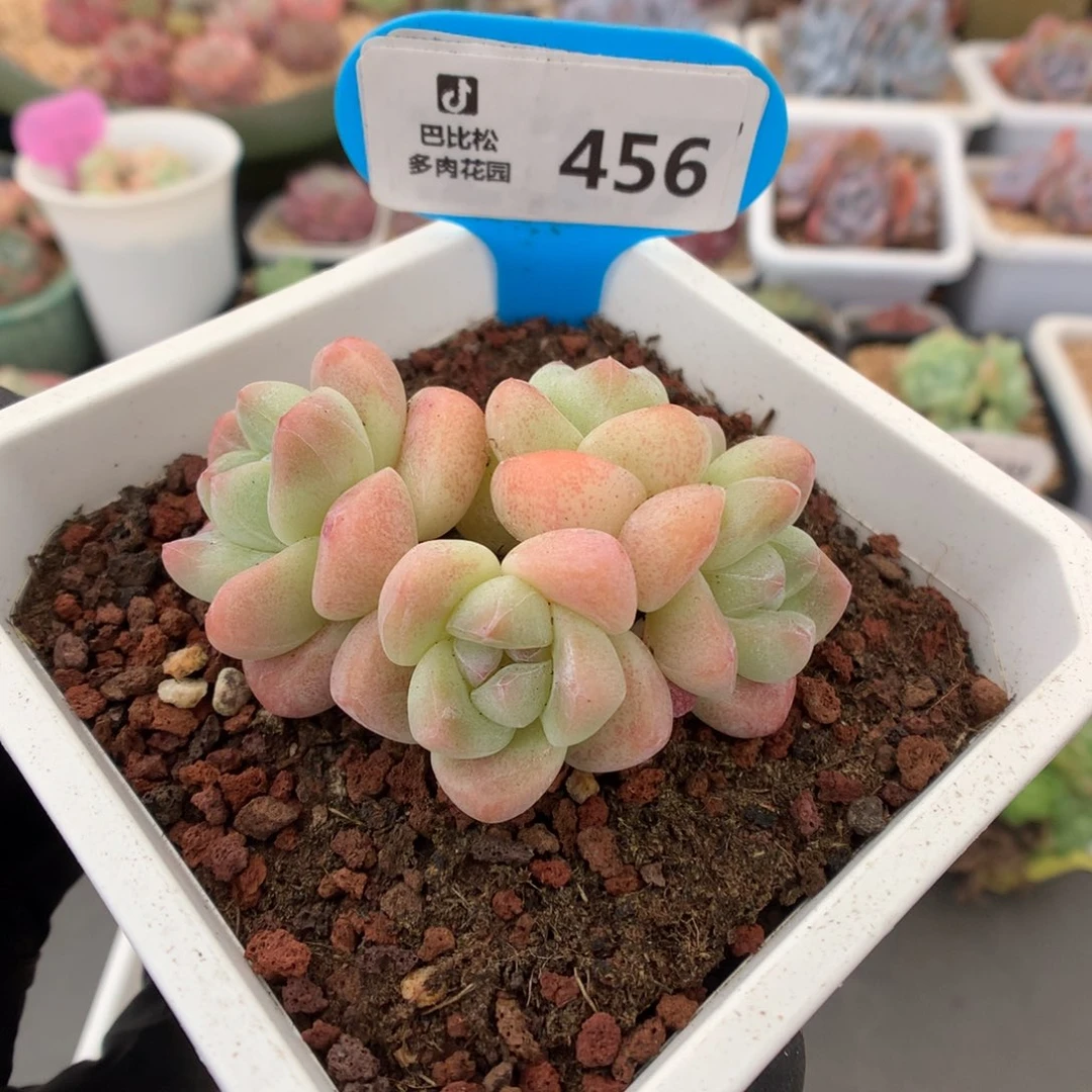 456 奶油冰玉 多肉