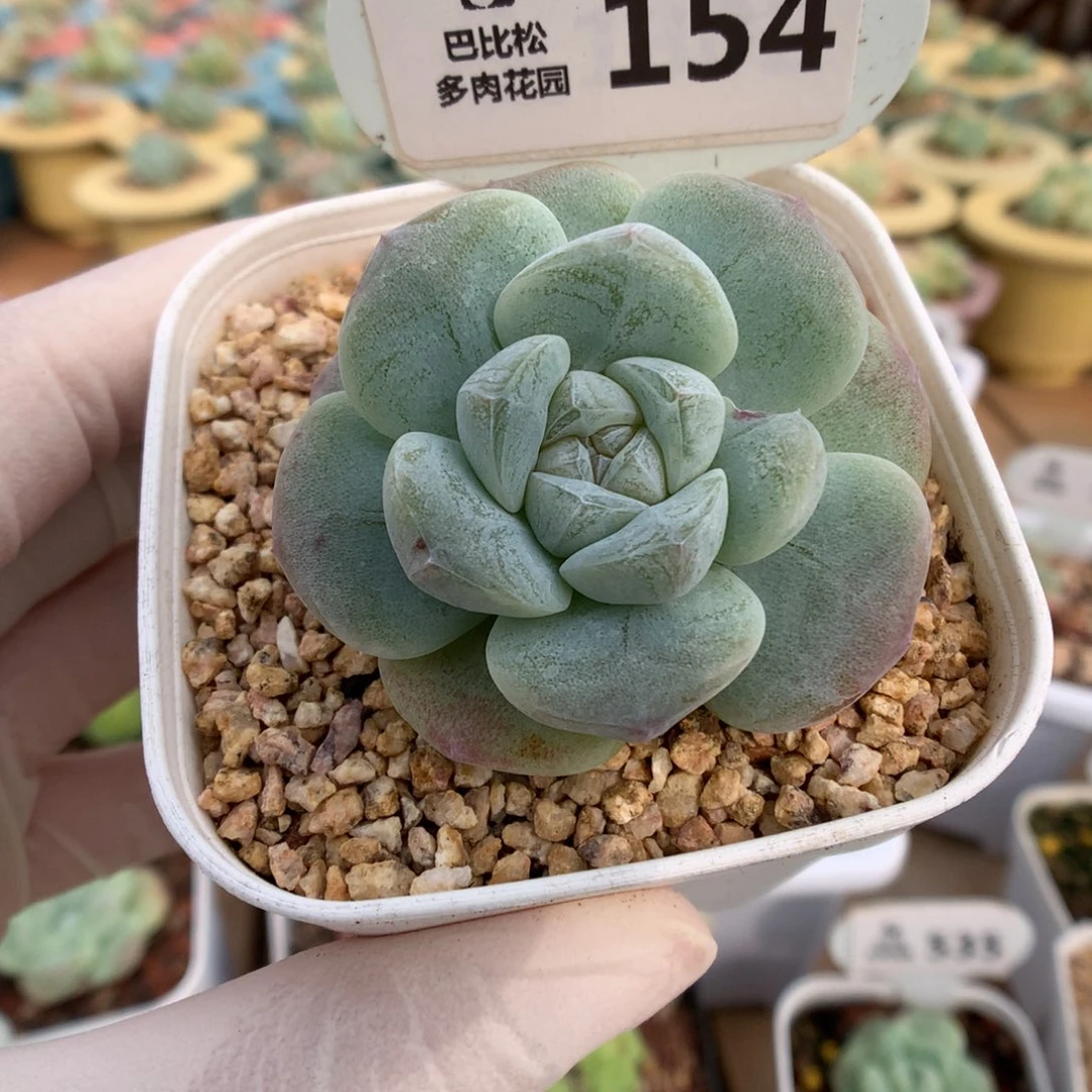 154冰玉石化锦多肉植物
