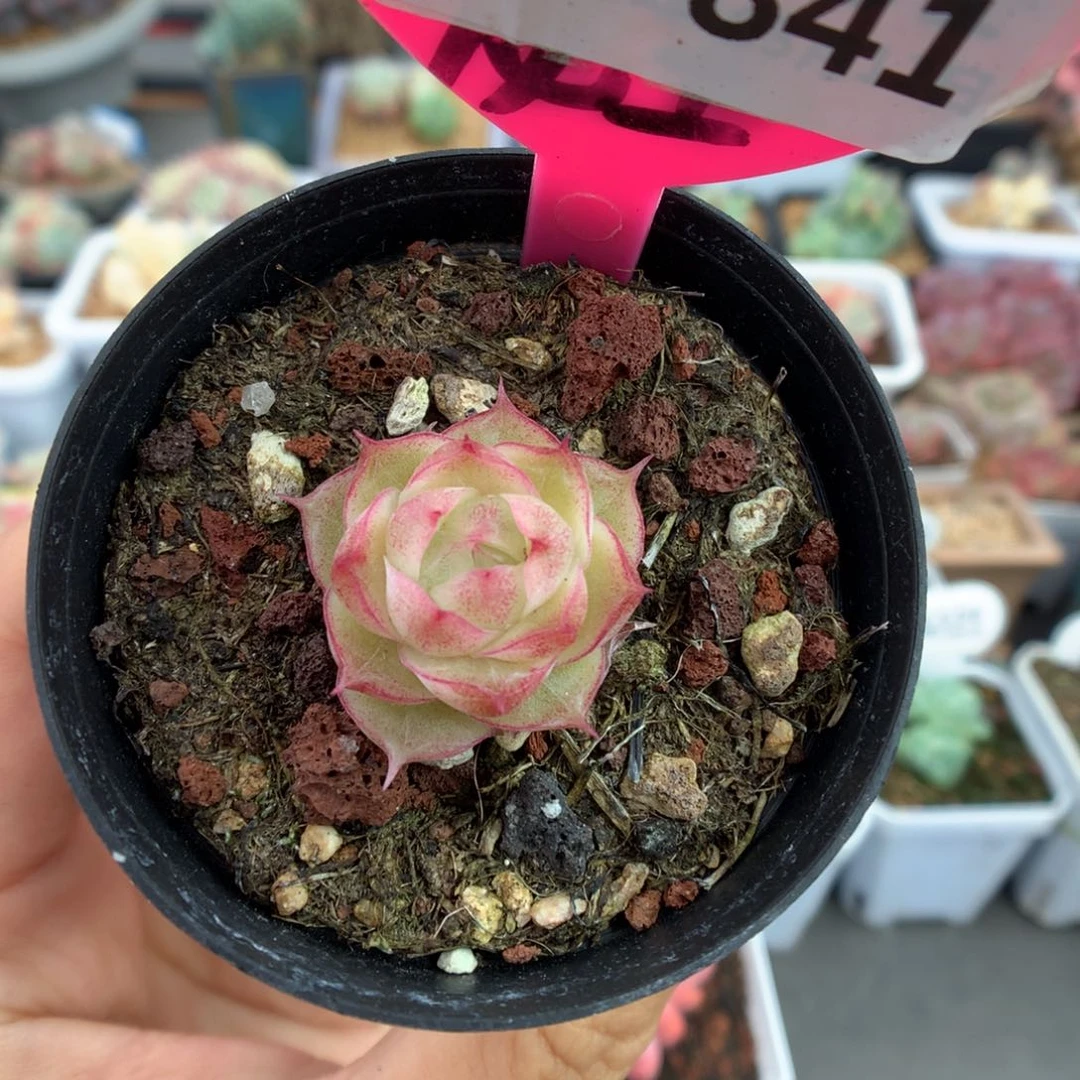 841潘多拉女王多肉植物