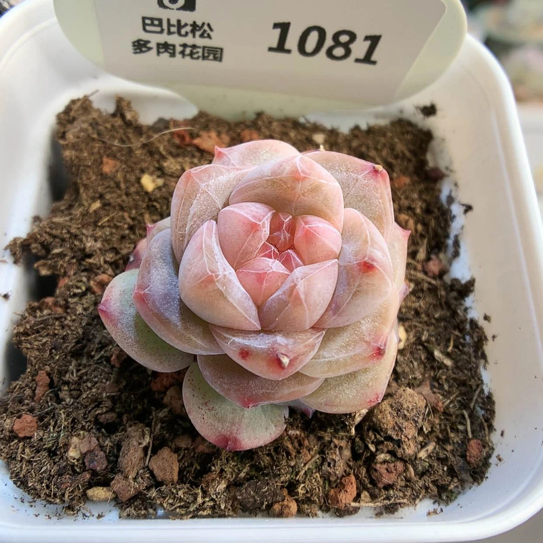 【闪购商品】1081粉钻