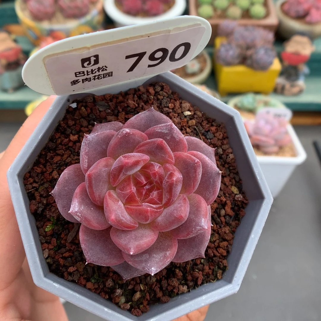 790紫珍妮心琥珀多肉
