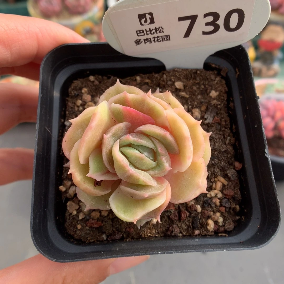730昂斯诺石化带粉锦多肉