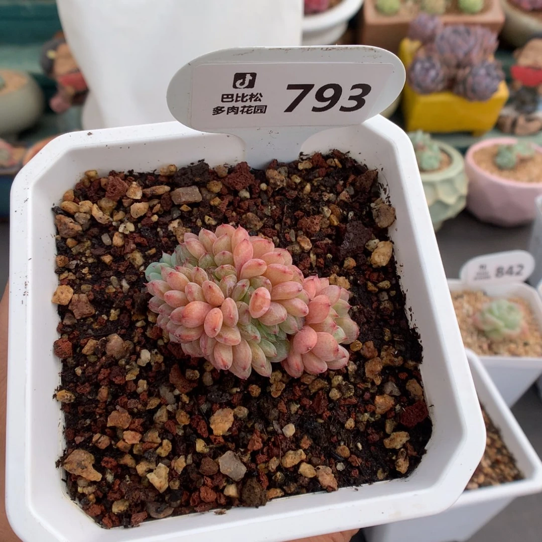 哎*793白胖子缀化多肉
