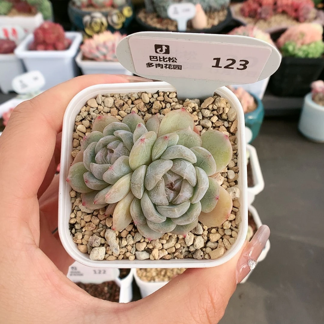 【闪购商品】123白色恋人双头