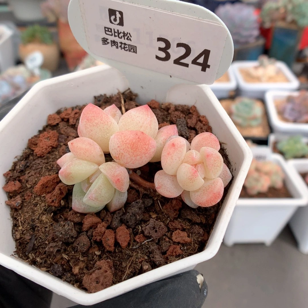 324 迷你粉冰玉福利拍