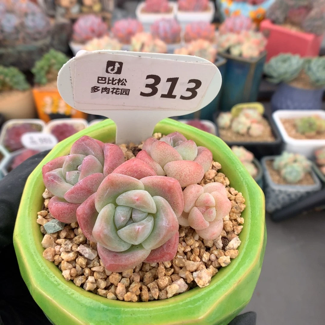 313 粉冰玉 开播福利拍