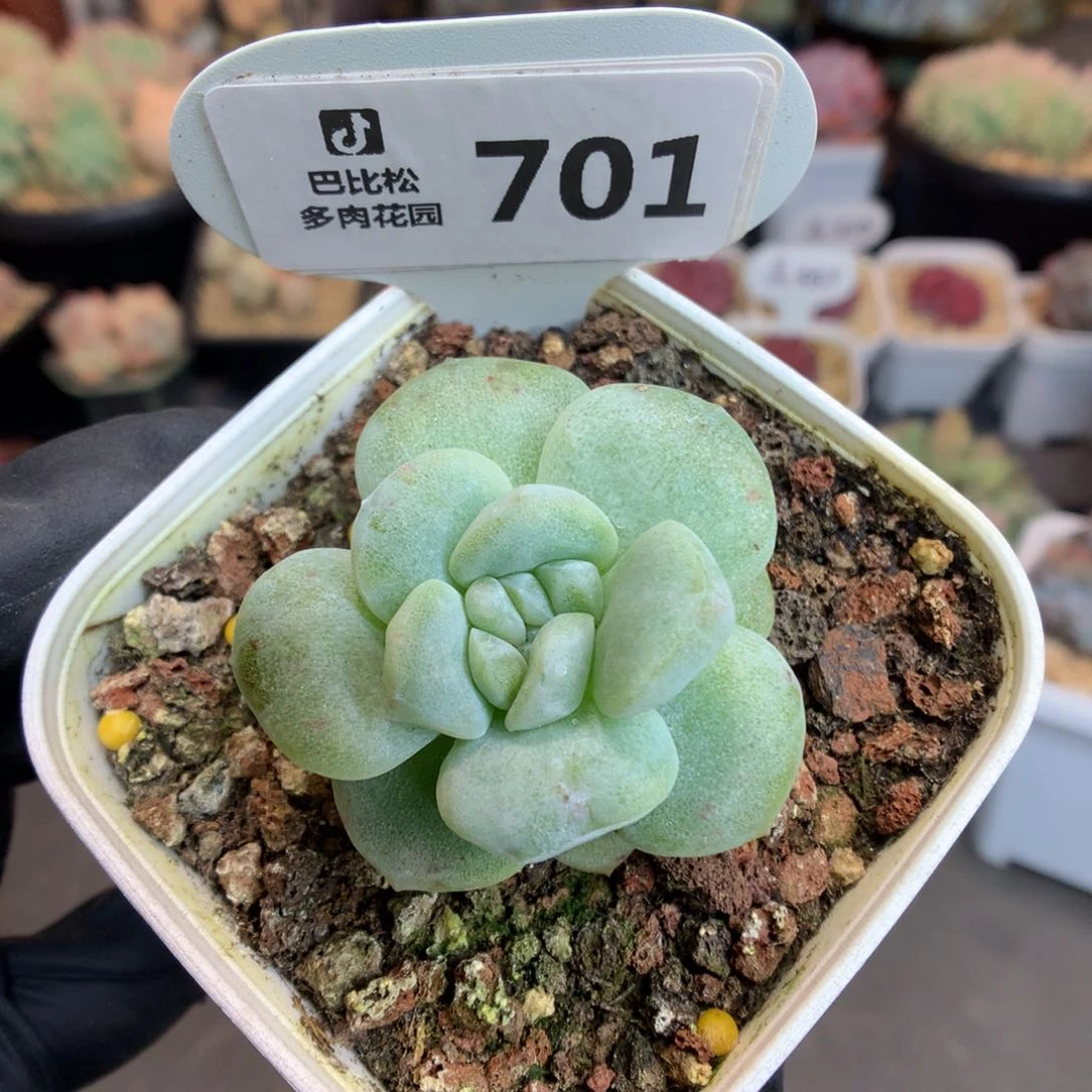 701 冰玉石化多心心