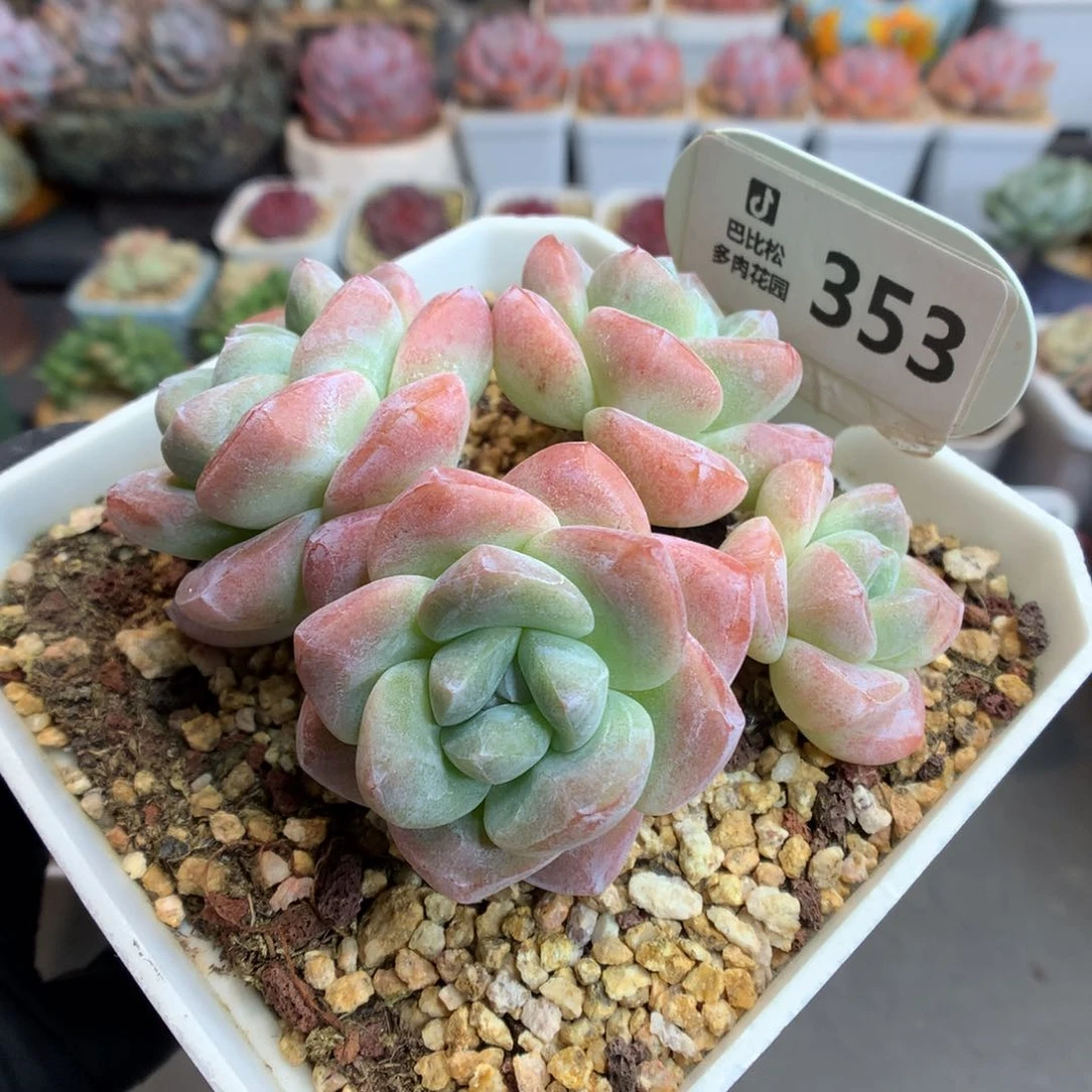 353 老桩冰玉 四头