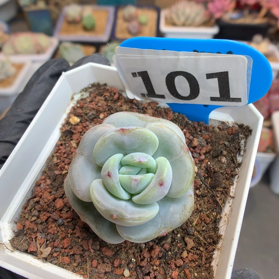101 紫皮宽叶凤橙 多肉