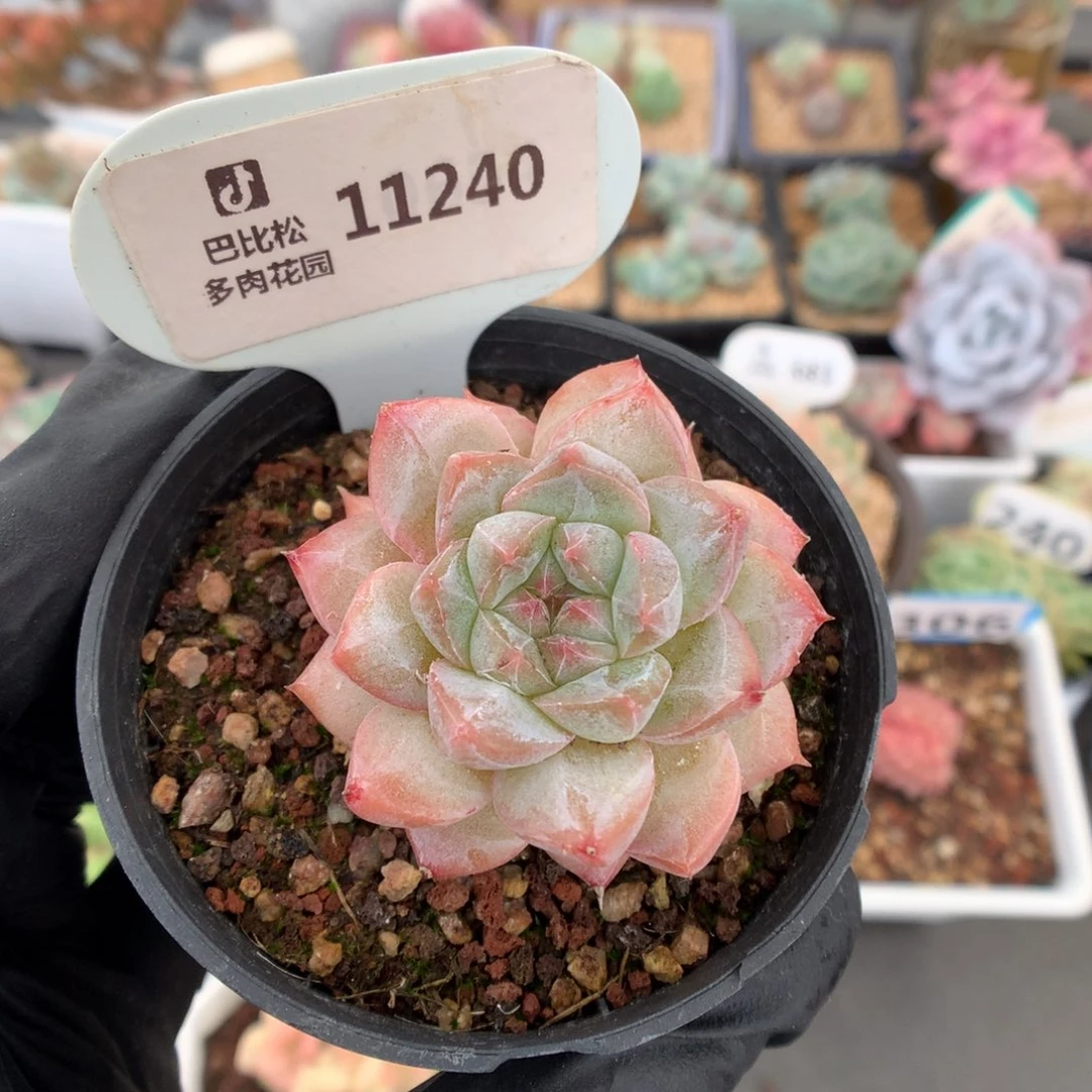 11240 粉钻  多肉