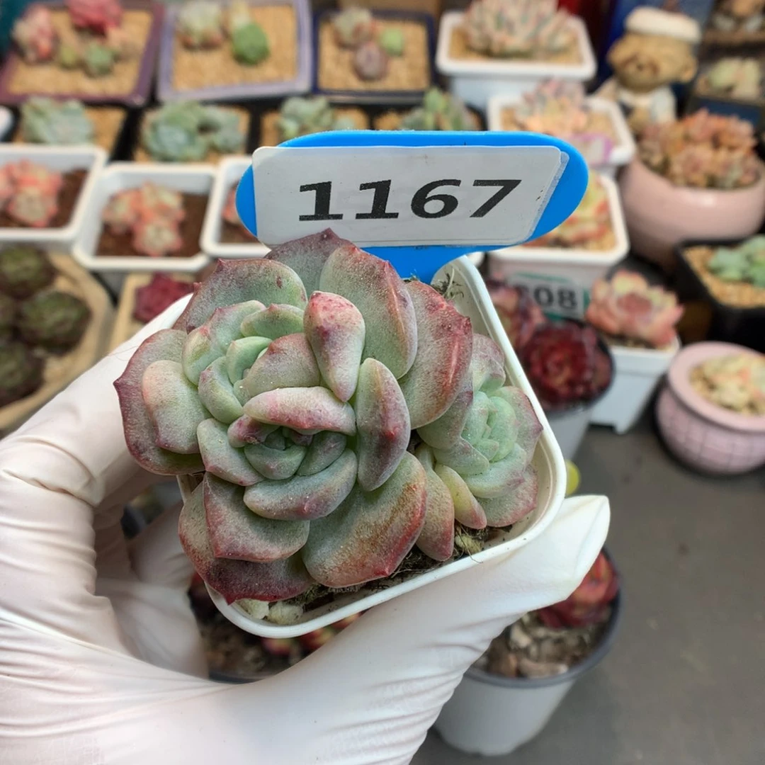 1167 冰魄石化 多肉