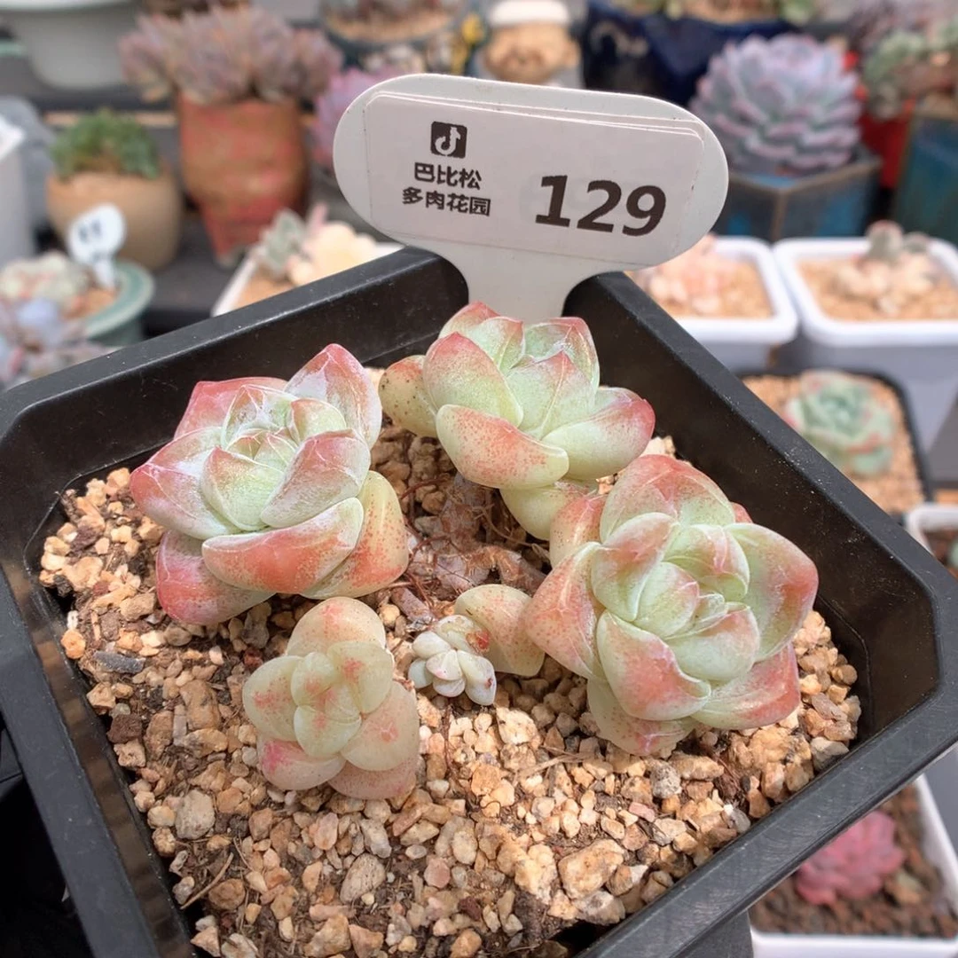 猪*噜129 奶油冰玉多肉