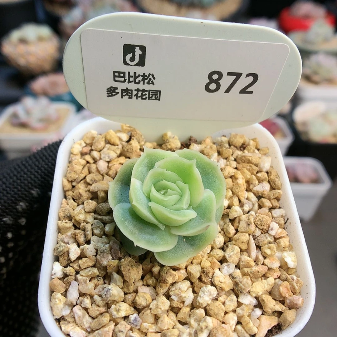 【闪购商品】872虾饺