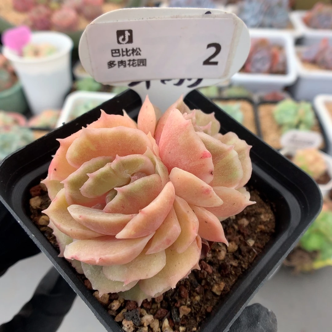 2 昂斯诺石化 多肉