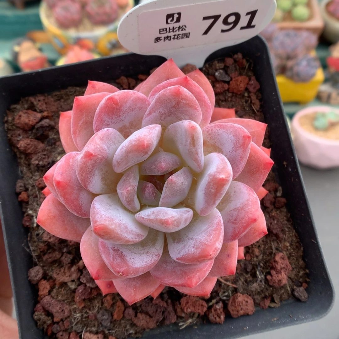 791冠幅7.5雪天使多肉