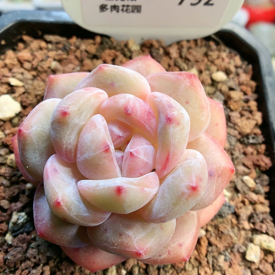 【闪购商品】792粉星影