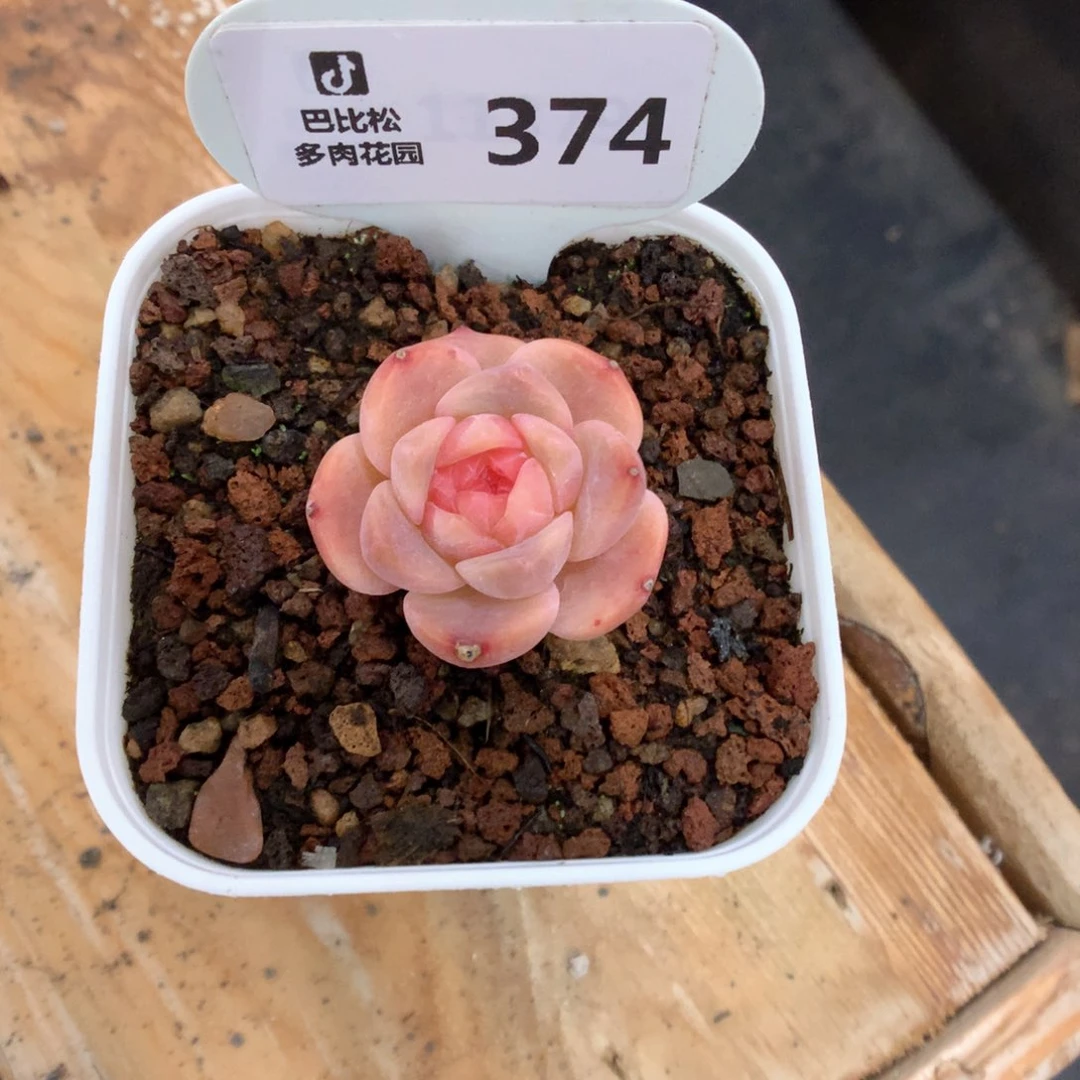 374 甜心珍妮多肉