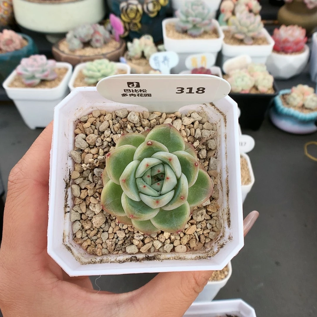 【闪购商品】?****?318皮埃拉