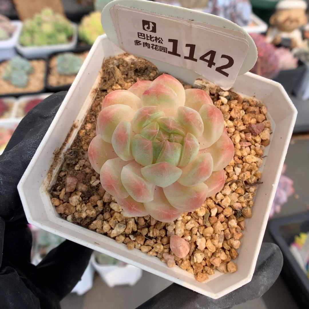 1142 钻石糖心多肉