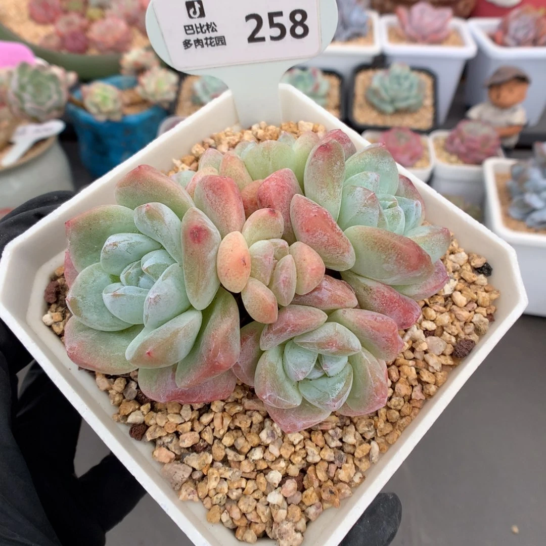 258 粉冰玉 多肉