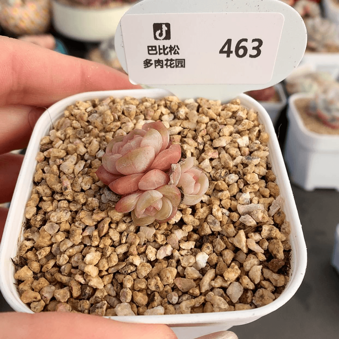 【闪购商品】463三头熔晶