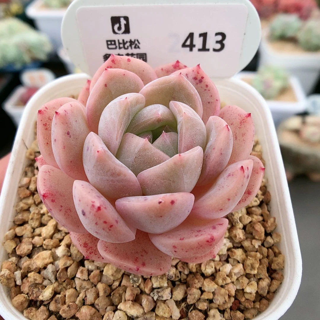 【闪购商品】413糖心