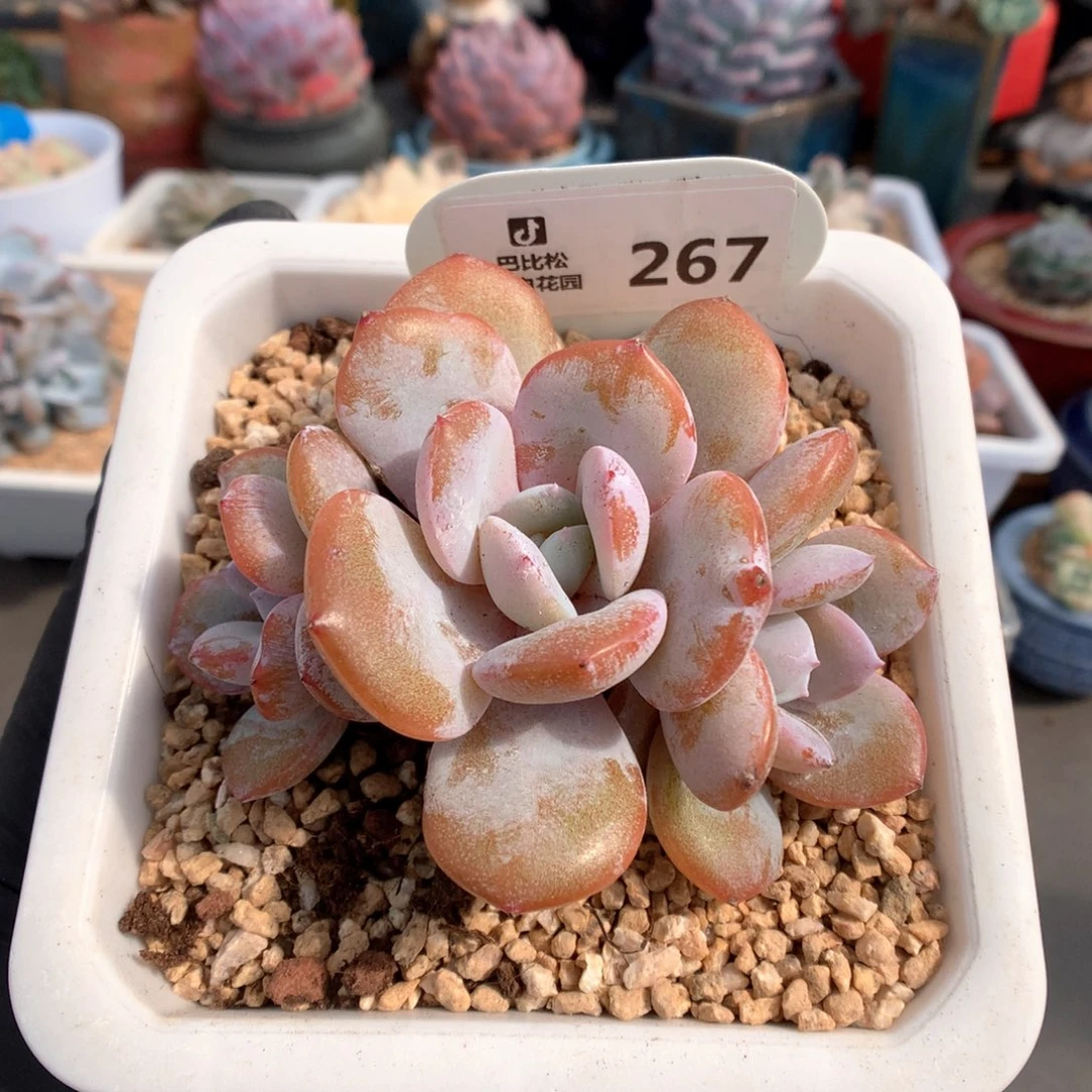 267 三头一字马奶茶
