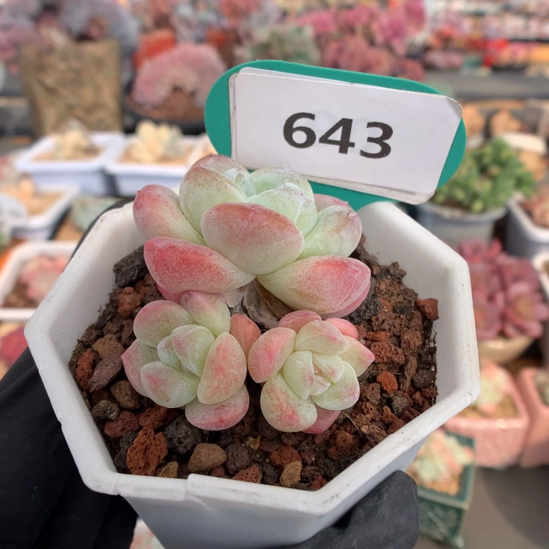 643 冰玉  多肉