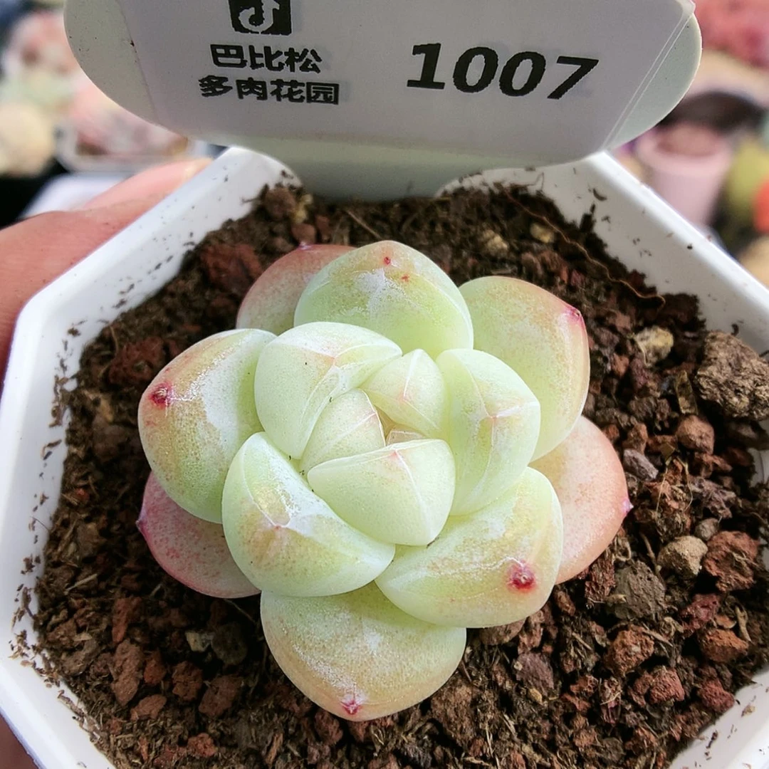 【闪购商品】1007糖心冰玉