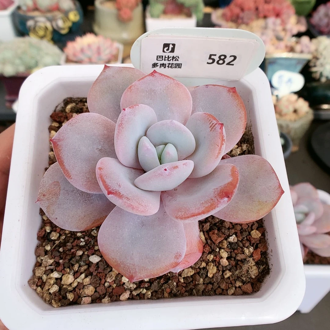 【闪购商品】喵****?582奶茶