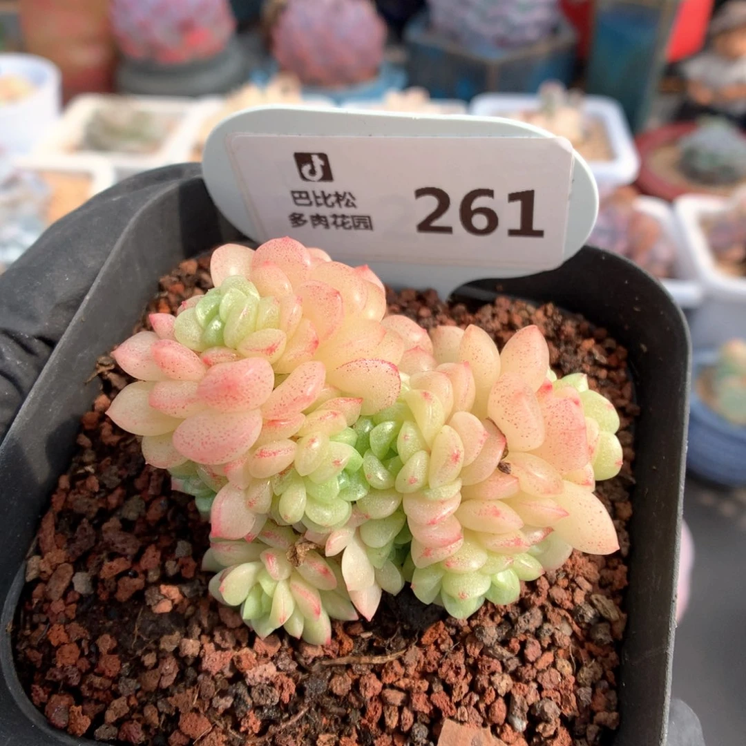 261 灯泡叶麦杆 多肉