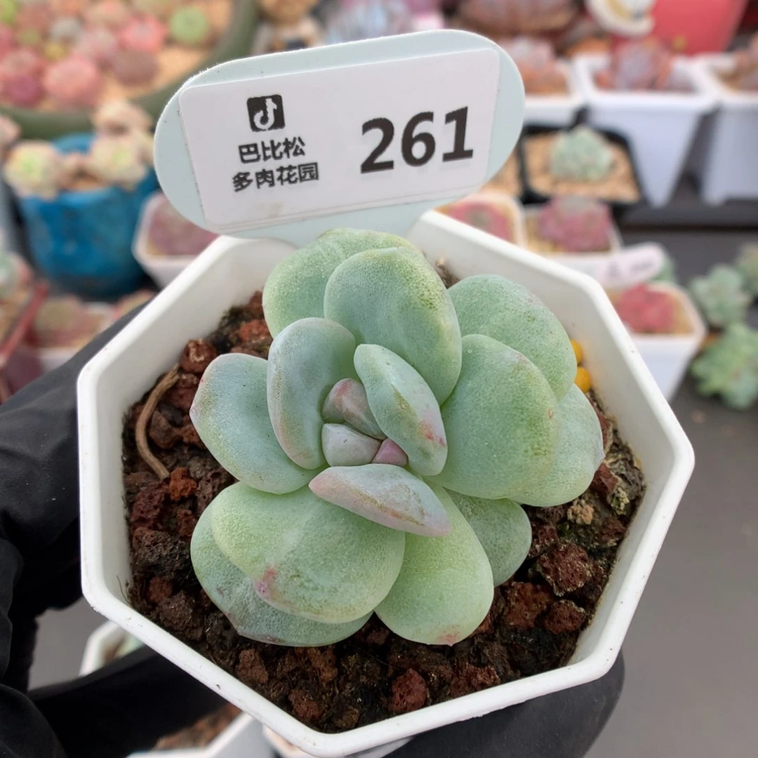 261 冰玉石化多肉