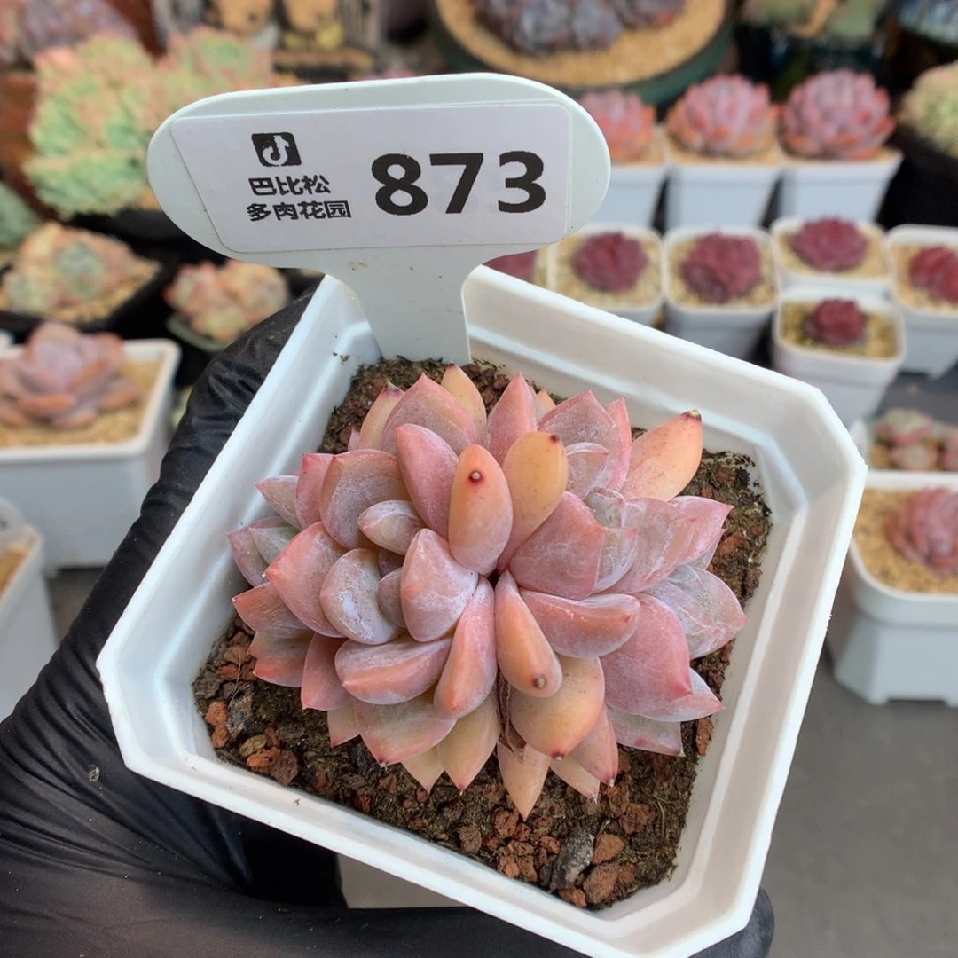 873 四头朵缀 多肉