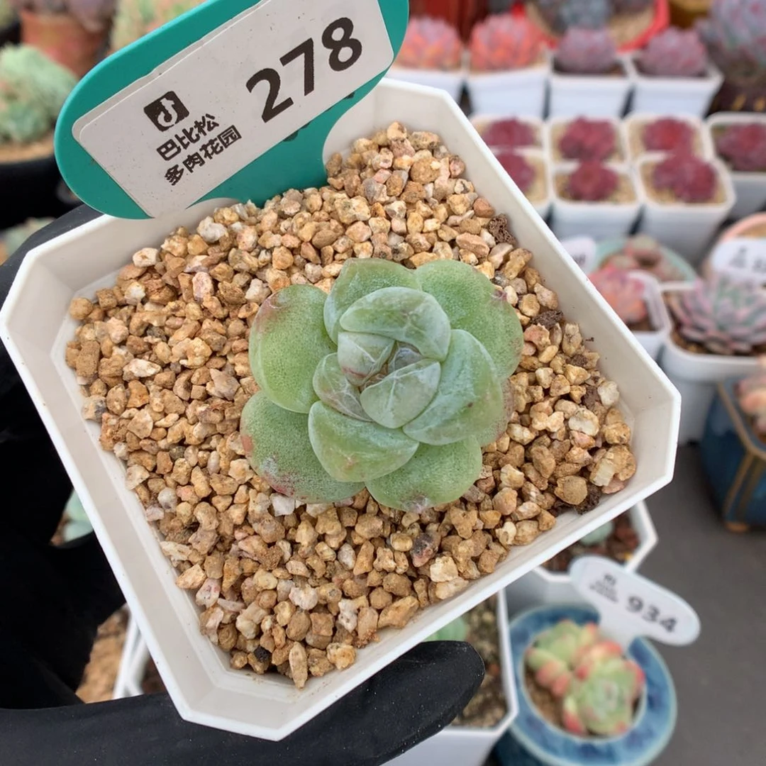 278 葡萄紫心冰玉石化 多肉
